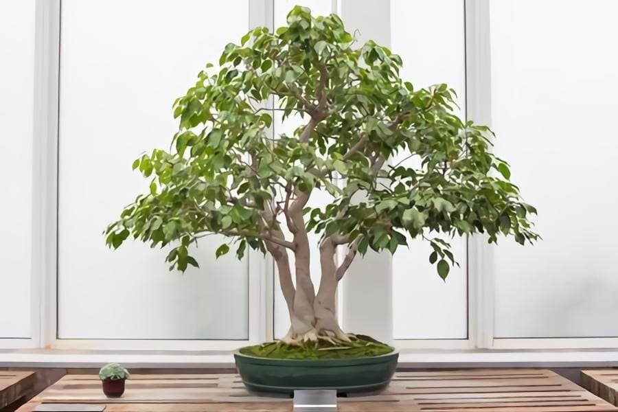 Ficus benjamina